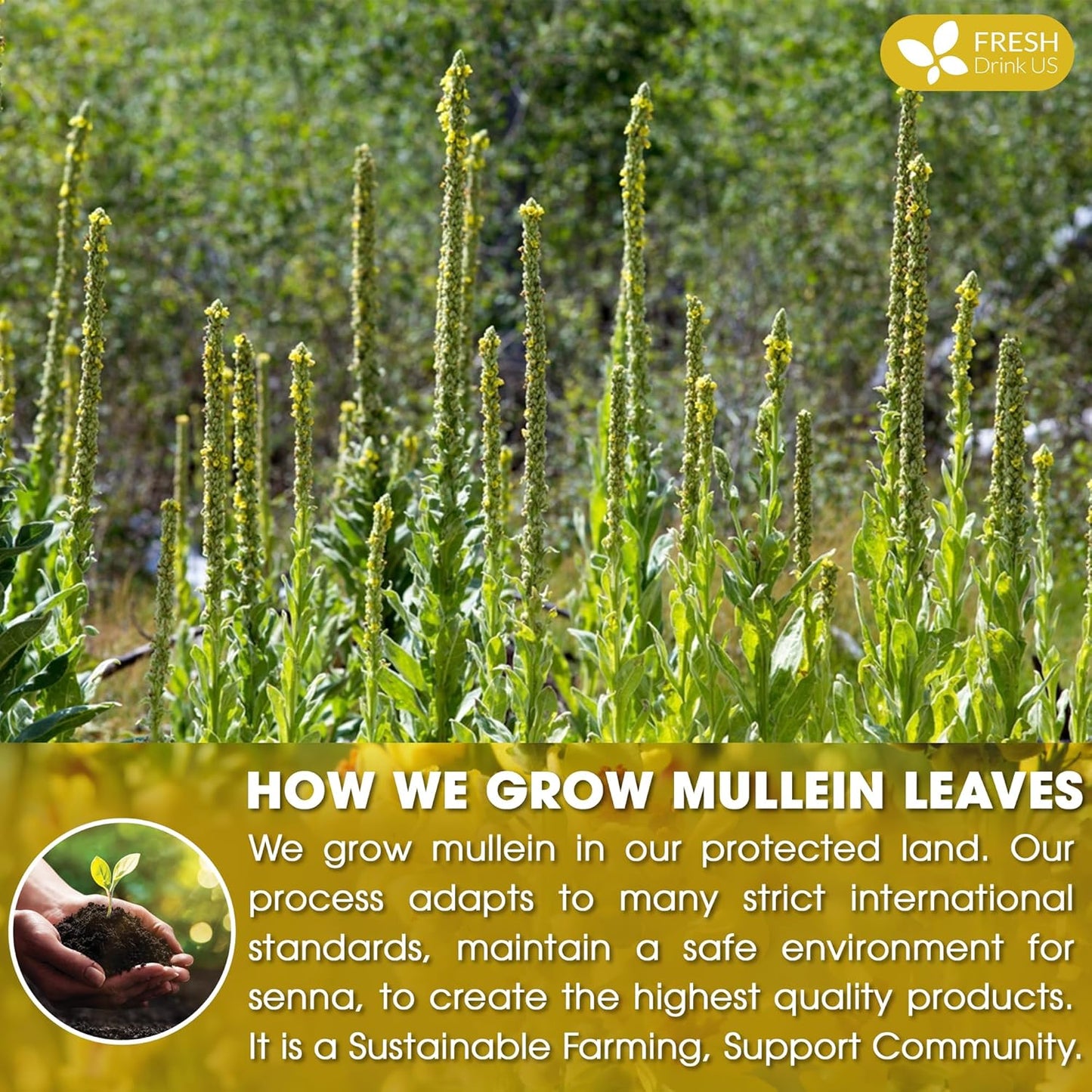 FreshDrinkUS, Premium 35 Mullein Leaf Tea Bags For Lung, 100% Natural & Pure from Mullein Leaves. Loose Leaf Mullein Herbal Tea. Made with Natural Material Tea Bags. No Sugar, No Caffeine, No Gluten, Vegan.